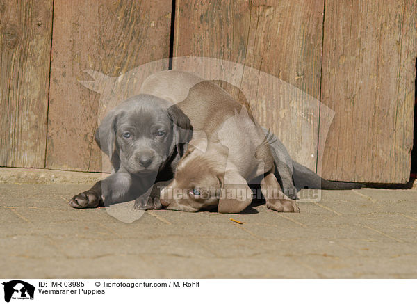 Weimaraner Puppies / MR-03985