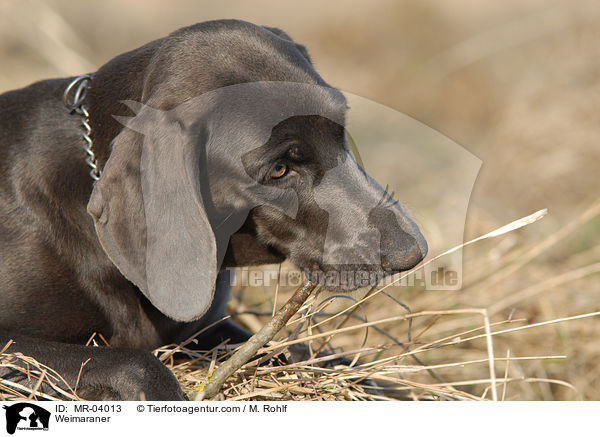 Weimaraner / Weimaraner / MR-04013