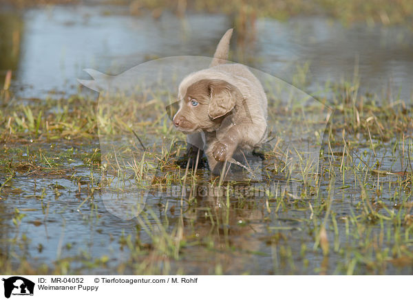 Weimaraner Welpe / Weimaraner Puppy / MR-04052