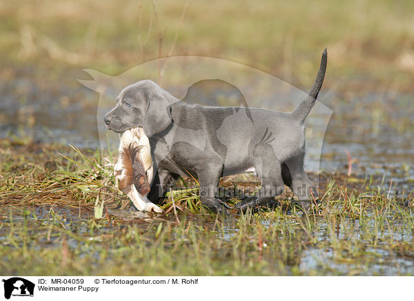 Weimaraner Welpe / Weimaraner Puppy / MR-04059