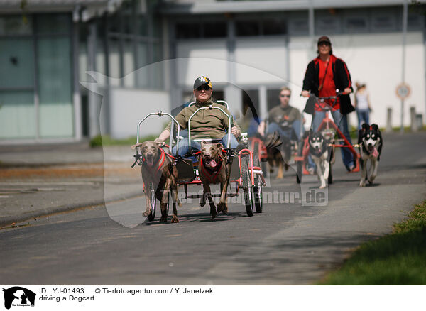 Dogcart fahren / driving a Dogcart / YJ-01493