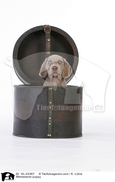 Weimaraner Welpe / Weimaraner puppy / KL-03367