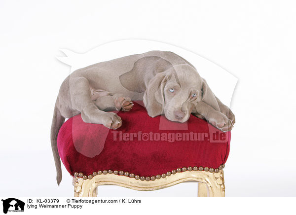 liegender Weimaraner Welpe / lying Weimaraner Puppy / KL-03379