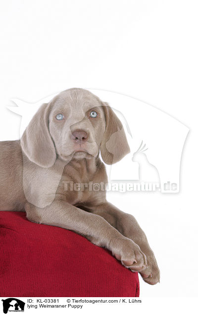 liegender Weimaraner Welpe / lying Weimaraner Puppy / KL-03381