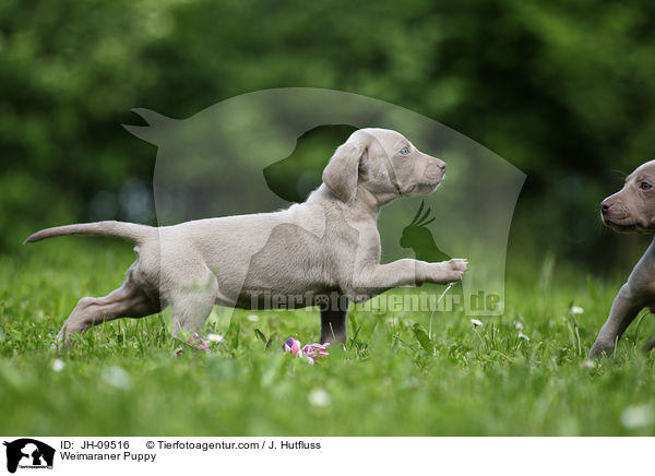 Weimaraner Welpe / Weimaraner Puppy / JH-09516