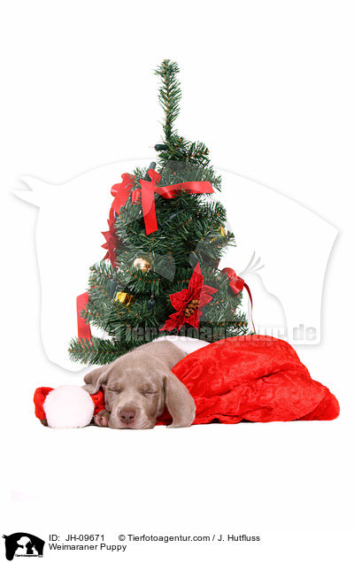 Weimaraner Puppy / JH-09671