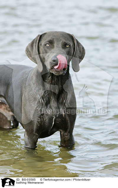 bathing Weimaraner / BS-03585