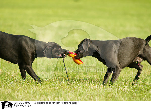 2 playing dogs / BS-03592