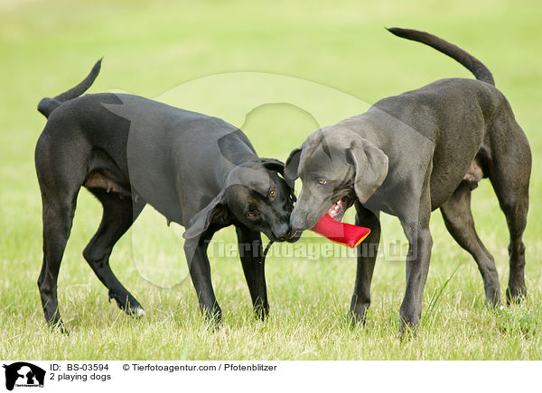 2 playing dogs / BS-03594