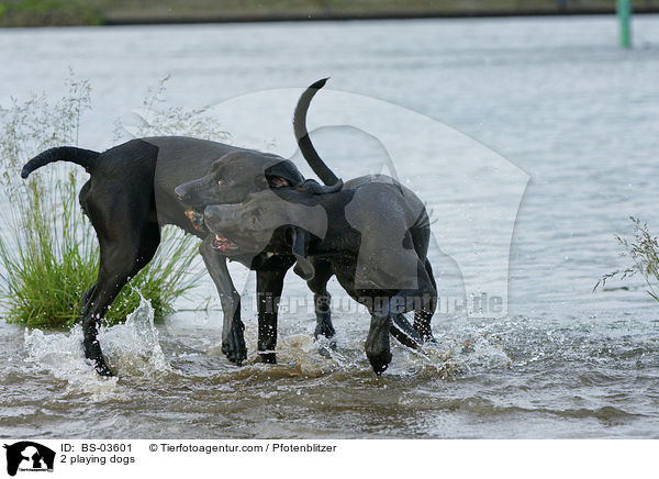 2 spielende Hunde / 2 playing dogs / BS-03601