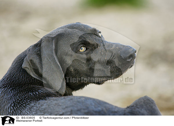 Weimaraner Portrait / BS-03605