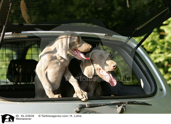 Weimaraner / Weimaraner / KL-03838