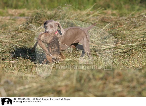 Weimaraner bei der Jagd / hunting with Weimaraner / MB-01428