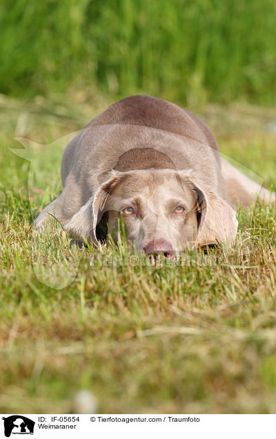 Weimaraner / IF-05654