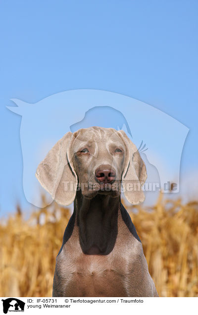 young Weimaraner / IF-05731