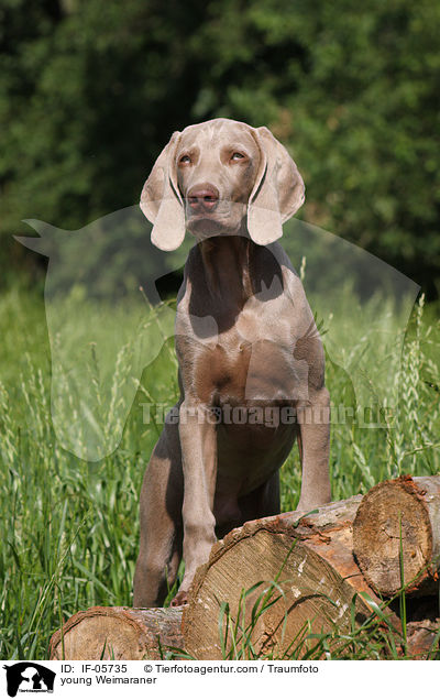 young Weimaraner / IF-05735