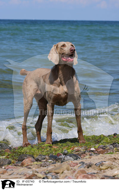 Weimaraner / IF-05740