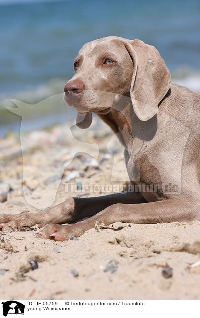 junger Weimaraner / young Weimaraner / IF-05759