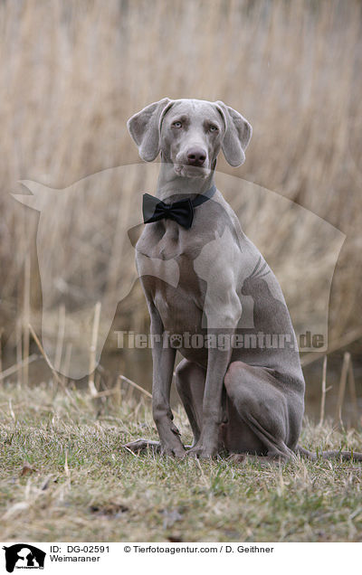 Weimaraner / Weimaraner / DG-02591