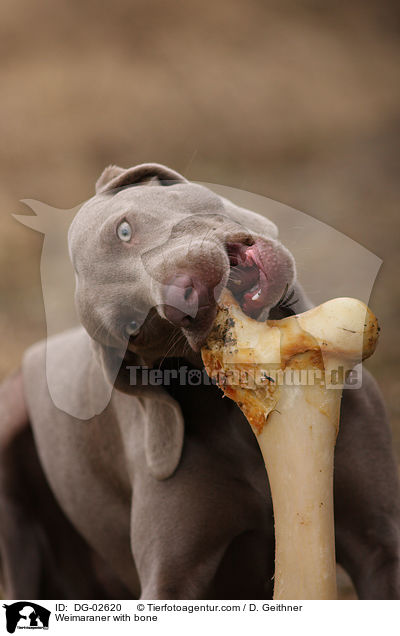 Weimaraner mit Knochen / Weimaraner with bone / DG-02620