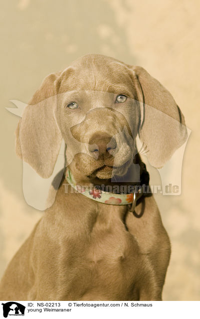 junger Weimaraner / young Weimaraner / NS-02213