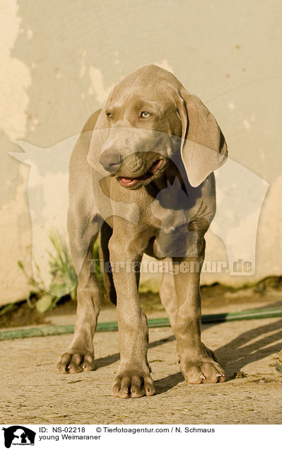 junger Weimaraner / young Weimaraner / NS-02218