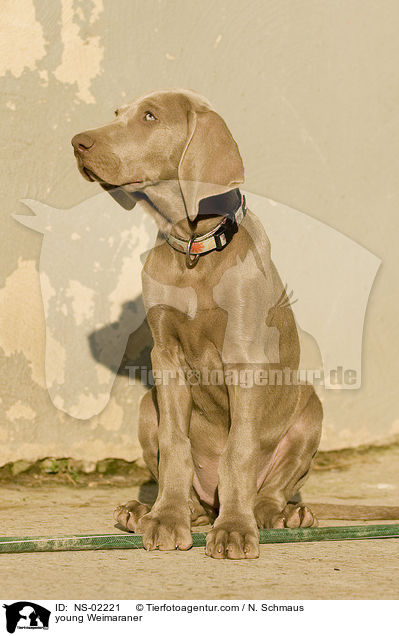 junger Weimaraner / young Weimaraner / NS-02221