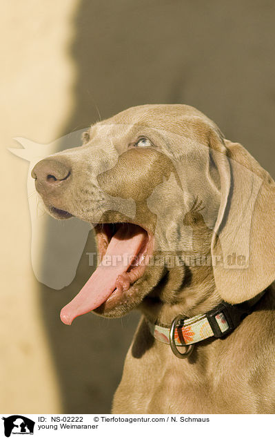 junger Weimaraner / young Weimaraner / NS-02222