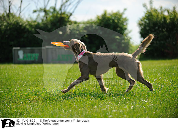 spielender Langhaarweimaraner / playing longhaired Weimaraner / YJ-01855