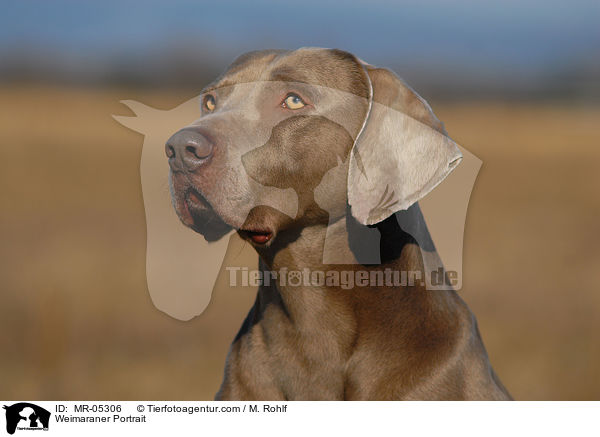 Weimaraner Portrait / MR-05306