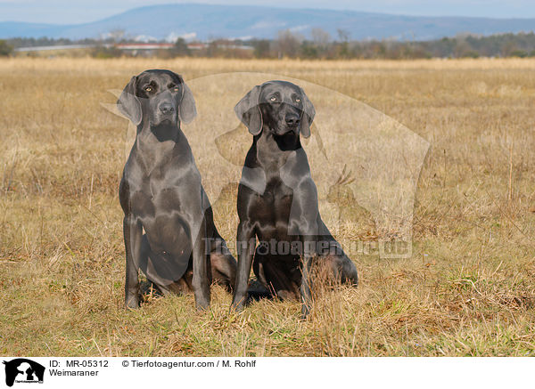 Weimaraner / MR-05312