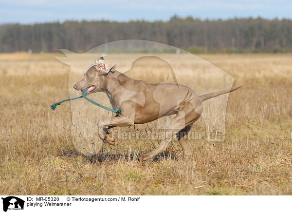 playing Weimaraner / MR-05320