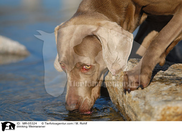 drinking Weimaraner / MR-05324