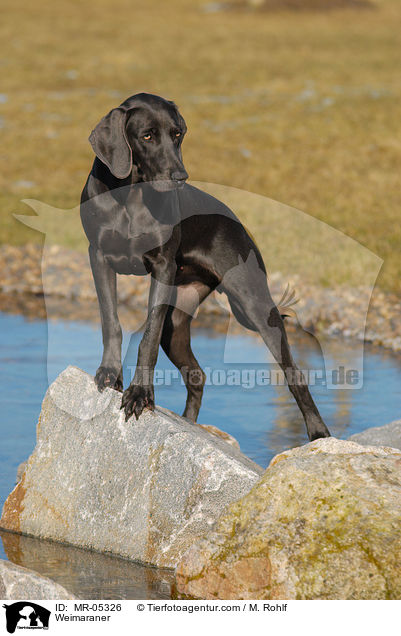 Weimaraner / MR-05326