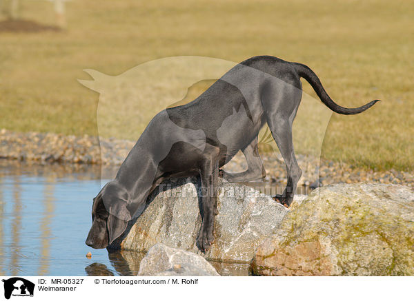 Weimaraner / Weimaraner / MR-05327