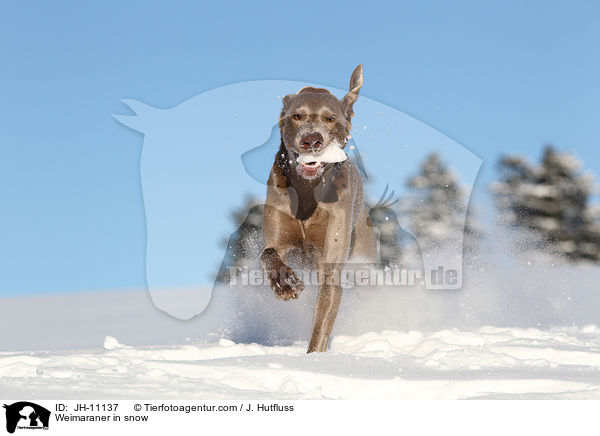 Weimaraner im Schnee / Weimaraner in snow / JH-11137