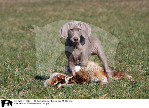 shorthaired Weimaraner puppy / MB-01635