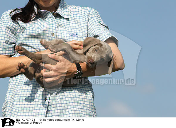 Weimaraner Welpe / Weimaraner Puppy / KL-07428