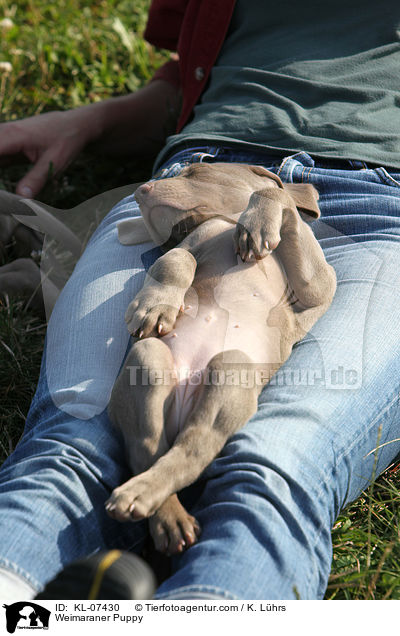 Weimaraner Welpe / Weimaraner Puppy / KL-07430