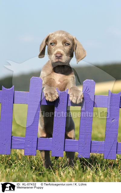 Weimaraner Puppy / KL-07432