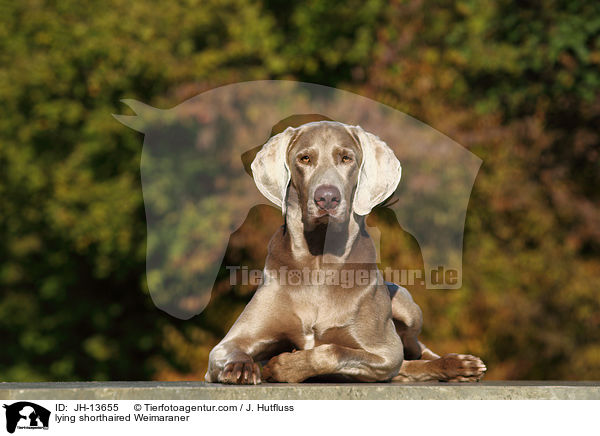 liegender Kurzhaarweimaraner / lying shorthaired Weimaraner / JH-13655