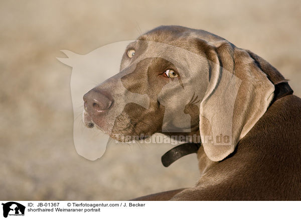 Kurzhaarweimaraner Portrait / shorthaired Weimaraner portrait / JB-01367