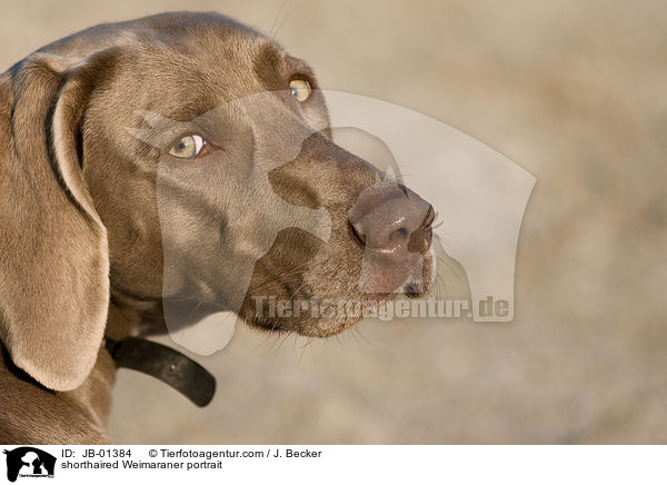 shorthaired Weimaraner portrait / JB-01384