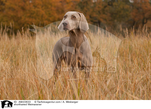 shorthaired Weimaraner / AM-03633