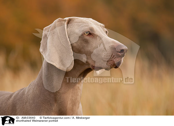 shorthaired Weimaraner portrait / AM-03640