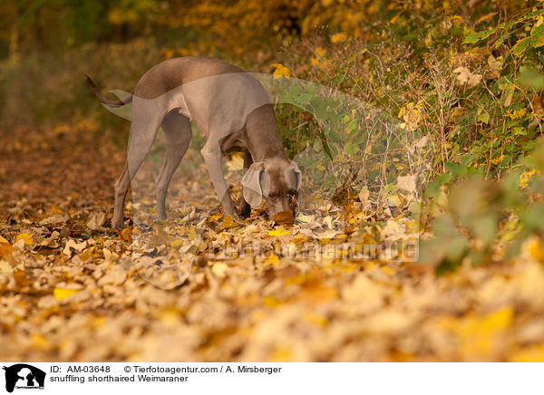 snuffling shorthaired Weimaraner / AM-03648