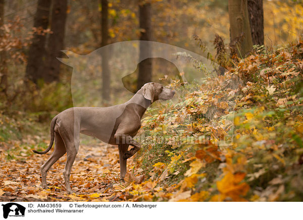 Kurzhaarweimaraner / shorthaired Weimaraner / AM-03659