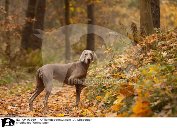 Kurzhaarweimaraner / shorthaired Weimaraner / AM-03660