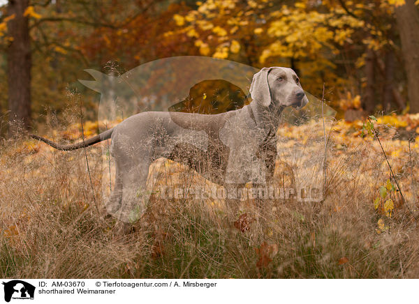 Kurzhaarweimaraner / shorthaired Weimaraner / AM-03670