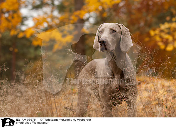 Kurzhaarweimaraner / shorthaired Weimaraner / AM-03675